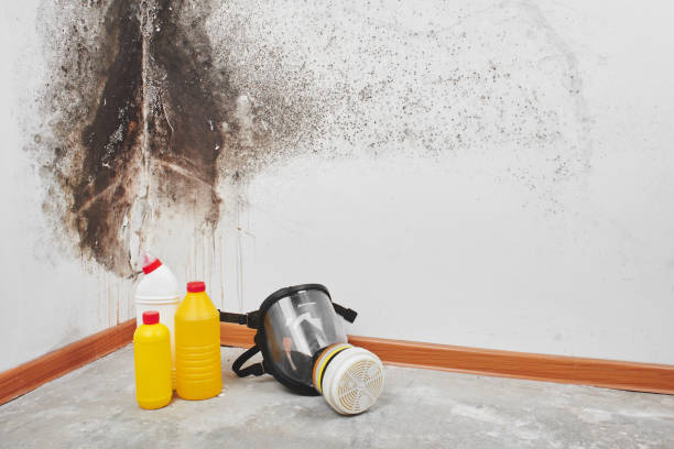 Best Residential Mold Removal  in Spring Valley Village, TX