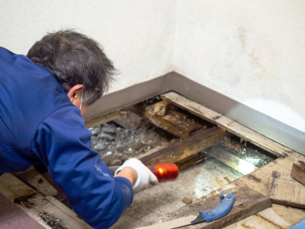 Best Commercial Mold Removal  in Spring Valley Village, TX
