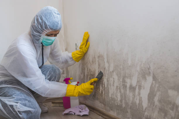 Best Local Mold Removal Service  in Spring Valley Village, TX