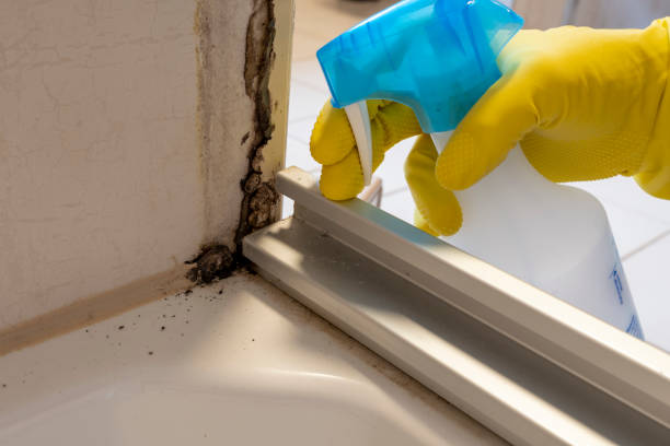 Mold Removal and Inspection in Spring Valley Village, TX