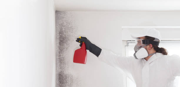 Best Affordable Mold Removal  in Spring Valley Village, TX