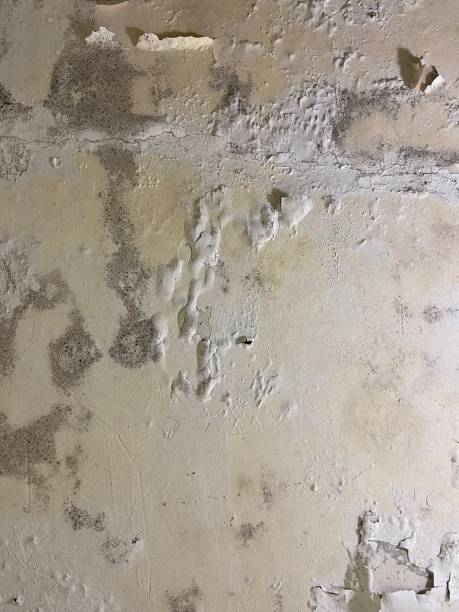 Best Mold Cleaning Services  in Spring Valley Village, TX
