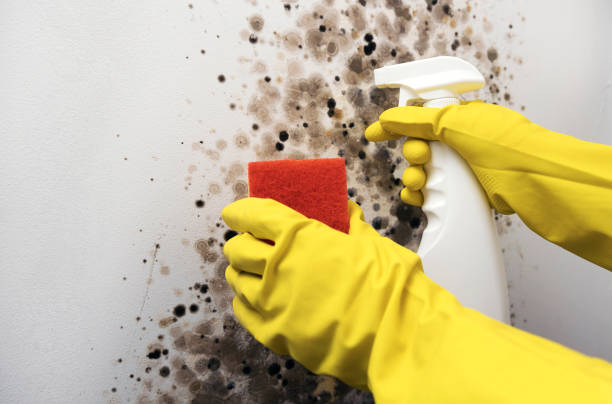 Home Mold Removal in Spring Valley Village, TX