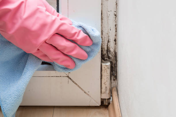 Best Toxic Mold Removal  in Spring Valley Village, TX