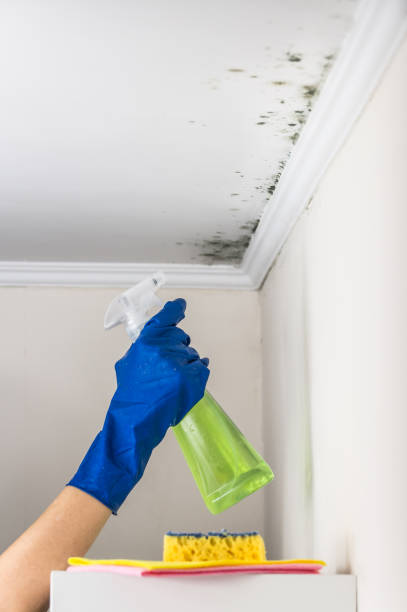 Best Emergency Mold Removal  in Spring Valley Village, TX