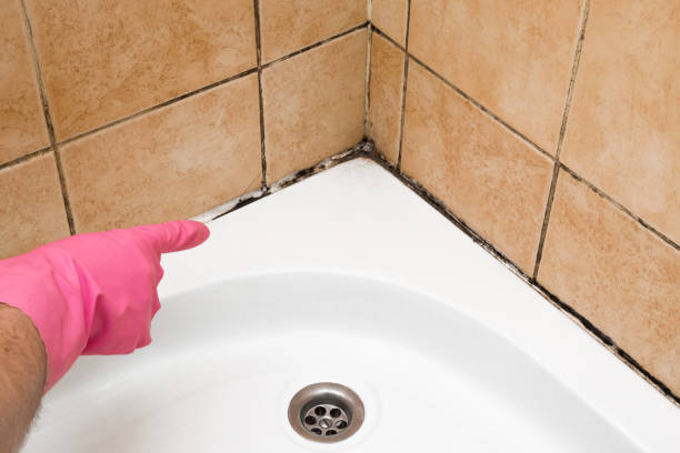 Professional Mold Removal in Spring Valley Village, TX